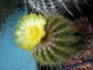 Eriocactus warasii